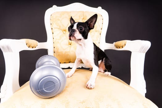 Smart puppy dog, boston terrier with a sports equipment. Sport, fitness, bodybuilding concept.