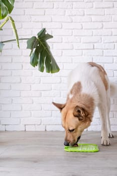 cute dog using lick mat for eating food slowly. snack mat, licking mat for cats and dogs