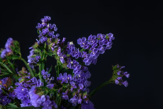 Kermek, limonium, statice, is a popular flower in the Mediterranean. 1