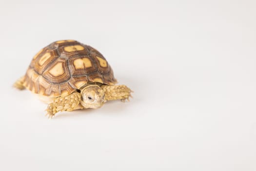 In this isolated portrait, a little African spurred tortoise, also known as the sulcata tortoise, showcases the beauty of its unique design against a white background.