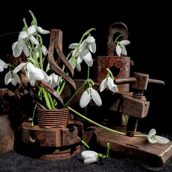 Creative still life with old rusty metal tool and white snowdrops flower on a black sand background