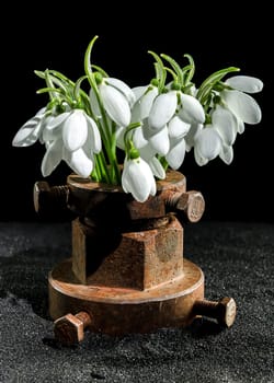 Creative still life with old rusty metal tool and white snowdrops flower on a black sand background