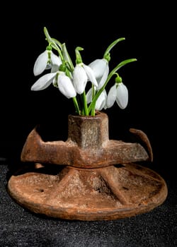 Creative still life with old rusty metal tool and white snowdrops flower on a black sand background