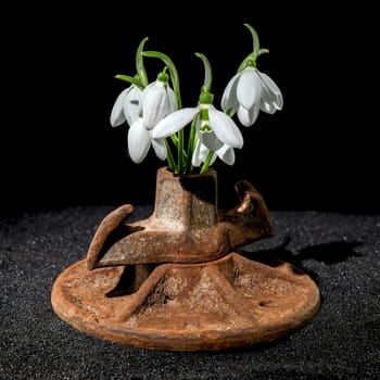 Creative still life with old rusty metal tool and white snowdrops flower on a black sand background