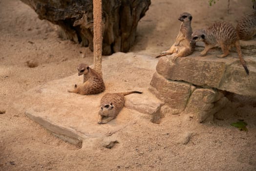 Enchanting Meerkats. Meerkat: Whimsical Moments in the Wilderness. Exploring the Savanna Landscape. Playful Meerkats in the African Sun. Guardians of the Desert: Meerkats Standing Tall. Adorable Meerkats in Action Safari