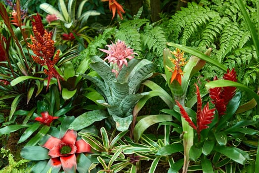 Aechmea Elegance: Discovering the Beauty of Bromeliads. Aechmea, bromeliad, plant, tropical, foliage, flower, exotic, ornamental, garden, indoor, houseplant, colorful, bloom, nature, green, leaves, vibrant, botany, botanical, tropical plant, flowering, horticulture, gardening, tropical garden, indoor decor, tropical flower, tropical foliage plant