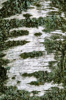 birch bark texture general plan