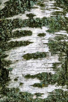 birch bark texture general plan