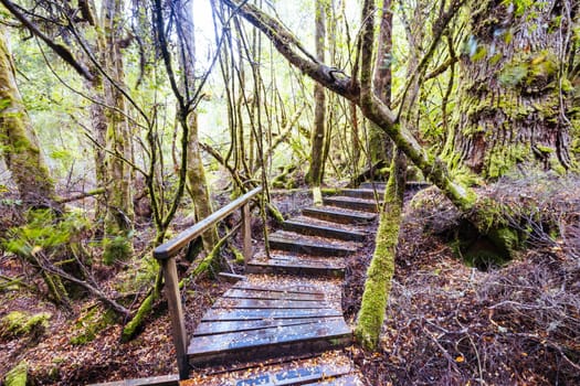 The secluded Creepy Crawly Trail and landscape on a cool summer afternoon in Southwest National Park, Tasmania, Australia