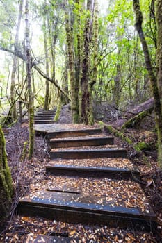 The secluded Creepy Crawly Trail and landscape on a cool summer afternoon in Southwest National Park, Tasmania, Australia