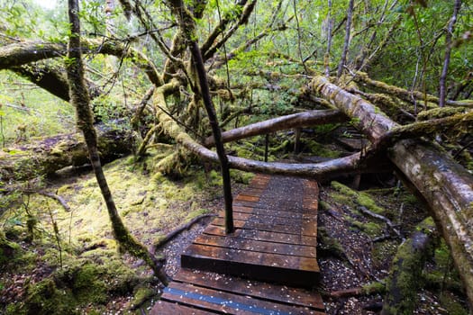 The secluded Creepy Crawly Trail and landscape on a cool summer afternoon in Southwest National Park, Tasmania, Australia