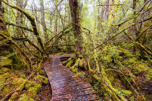 The secluded Creepy Crawly Trail and landscape on a cool summer afternoon in Southwest National Park, Tasmania, Australia