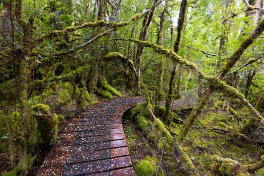 The secluded Creepy Crawly Trail and landscape on a cool summer afternoon in Southwest National Park, Tasmania, Australia