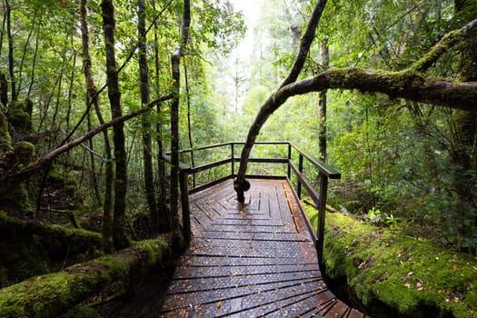 The secluded Creepy Crawly Trail and landscape on a cool summer afternoon in Southwest National Park, Tasmania, Australia