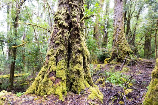 The secluded Creepy Crawly Trail and landscape on a cool summer afternoon in Southwest National Park, Tasmania, Australia