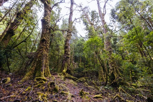 The secluded Creepy Crawly Trail and landscape on a cool summer afternoon in Southwest National Park, Tasmania, Australia