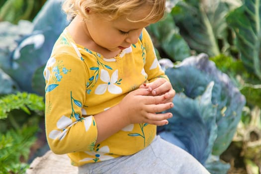 the child holds a ladybug in his hands. Selective focus. nature.