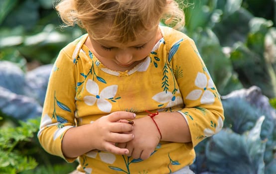 the child holds a ladybug in his hands. Selective focus. nature.