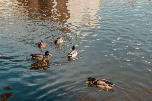 Ducks on the lake in the park. Park in the fall. Autumn trees. Wild ducks are reflected in the lake. Multi-colored bird feathers. A pond with wild ducks and drakes. A duck lake full of beautiful ducks swimming for them in city park.