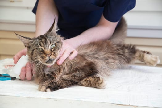 Young male veterinarian puts drops against ear mites into the ears of a Maine Coon cat, Prevention of diseases in purebred pets, High quality photo