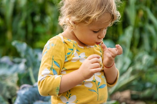 the child holds a ladybug in his hands. Selective focus. nature.