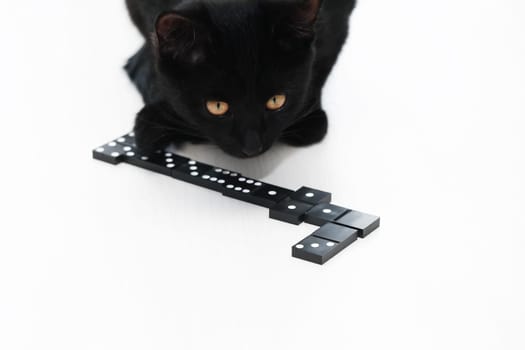 A small black kitten playing with dominoes on white background