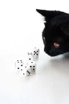 A small black kitten playing with dice on white background