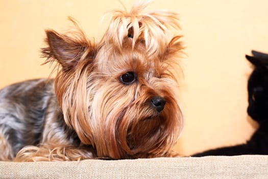 Small funny black kitten near Yorkshire Terrier on yellow background