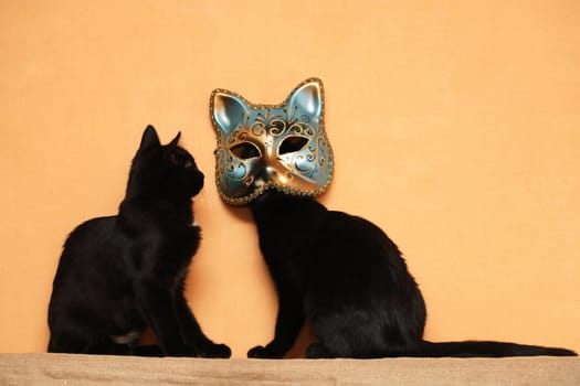 Two kittens try on a Venetian cat mask
