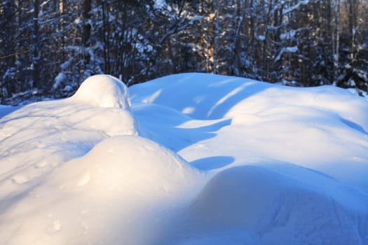 Winter landscape. Snowdrifts in the forest