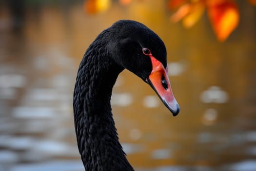 Black swan on water surface, close up. Neural network generated image. Not based on any actual scene or pattern.