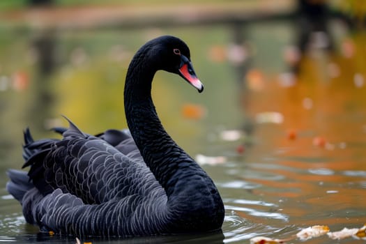 Black swan on water surface, close up. Neural network generated image. Not based on any actual scene or pattern.