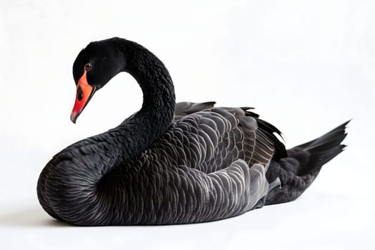 Black swan on white background. Neural network generated image. Not based on any actual scene or pattern.