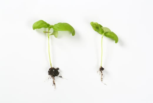 Two young basil plants with roots on white background