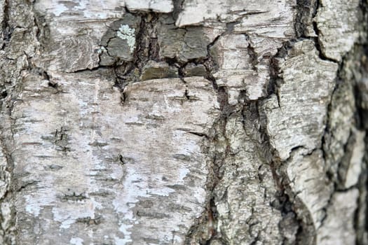 texture of birch bark macro color