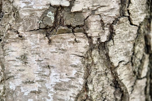 texture of birch bark macro color