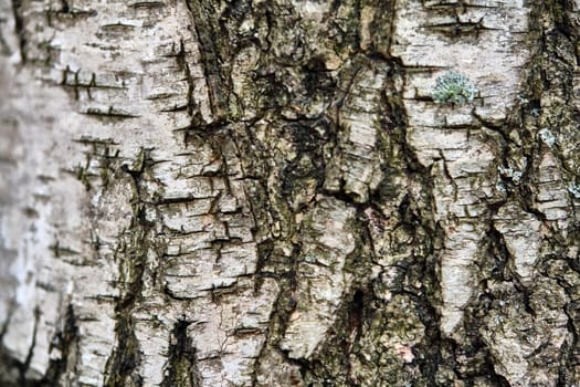 texture of birch bark macro color