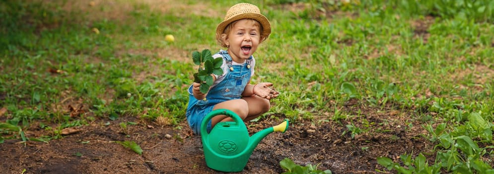 a child plants strawberries in the garden. Selective focus. nature.