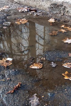 Yellow autumn leaves in a puddle close up