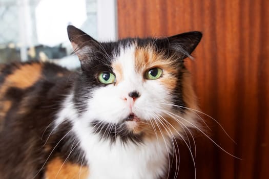 Funny tricolor cat at home, close up portrait