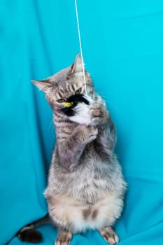 Gray cat with yellow eyes portrait on blue background close up