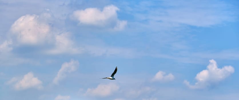 white seagull flies in the air against the blue sky
