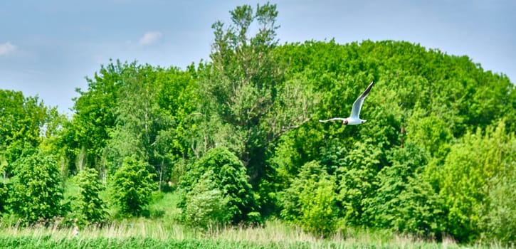 seagulls flying on tree background and blue sky over color