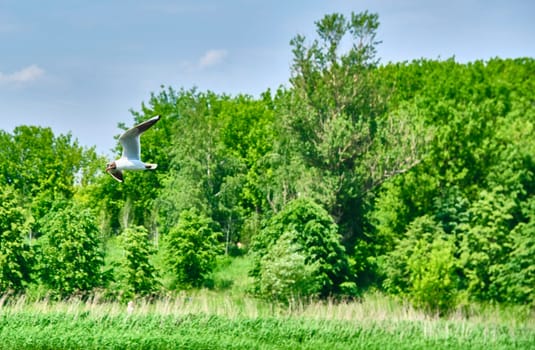 seagulls flying on tree background and blue sky over color