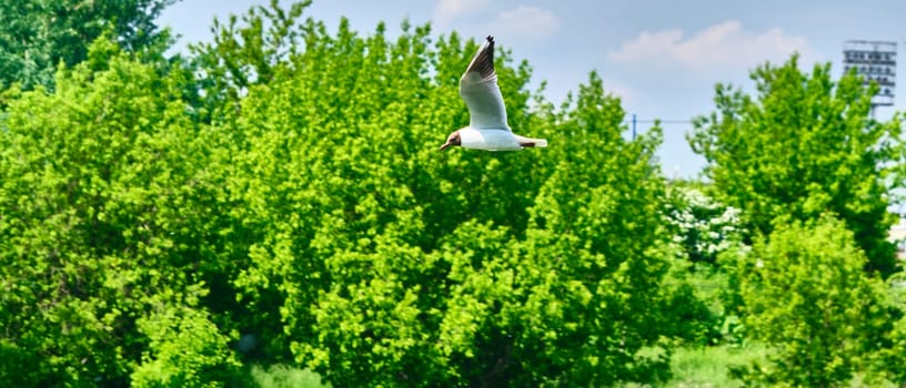 seagulls flying on tree background and blue sky over color