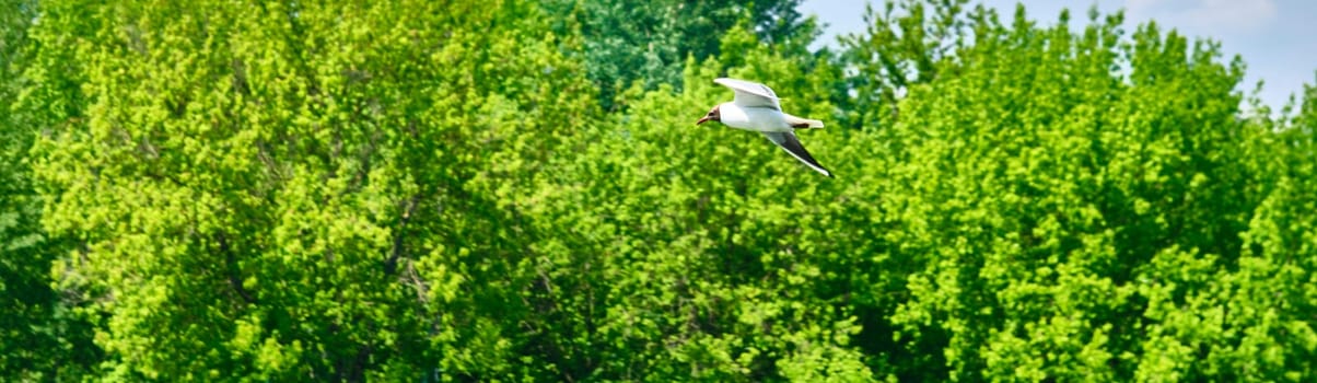 seagulls flying on tree background and blue sky over color