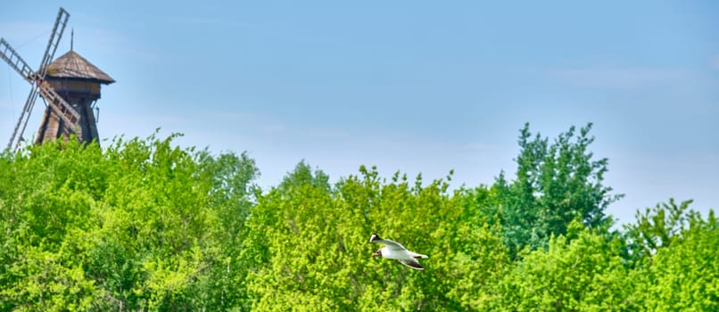 seagulls flying on tree background and blue sky over color