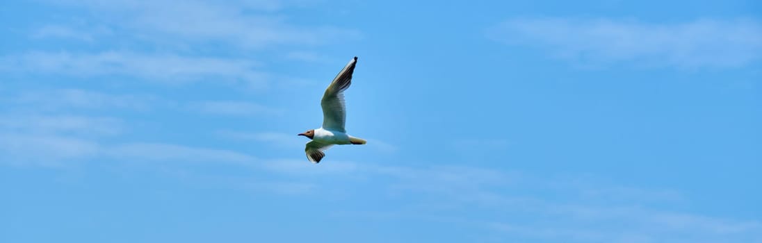 white seagull flies in the air against the blue sky