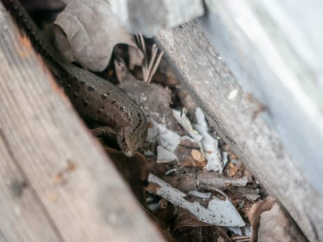 A small lizard with a tail basks in the sun in the summer sitting on wooden boards in the park. nature light