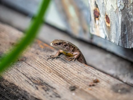 A small lizard with a tail basks in the sun in the summer sitting on wooden boards in the park. nature light